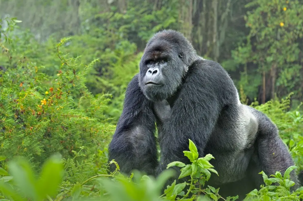 Mountain Gorilla in Rwanda Volcanoes National Park